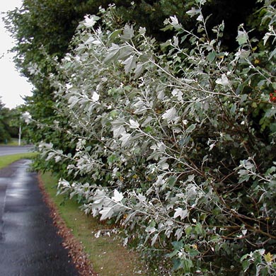 Poplar Hedge